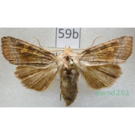 Amphipoea lucens (Freyer, 1845) Czech59b